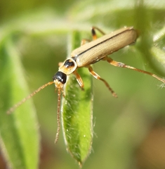 Metacantharis clypeata