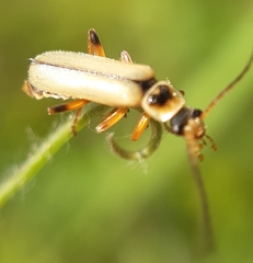 Metacantharis clypeata