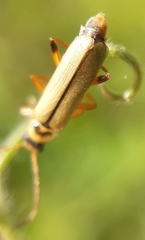 Metacantharis clypeata