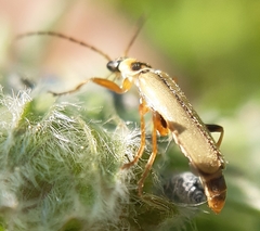 Metacantharis clypeata