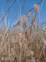 Trifolium palaestinum