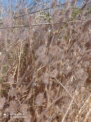 Trifolium palaestinum