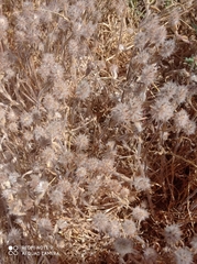 Trifolium palaestinum