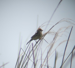 Emberiza pallasi