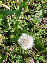 Taraxacum
