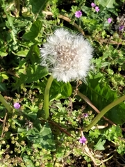 Taraxacum