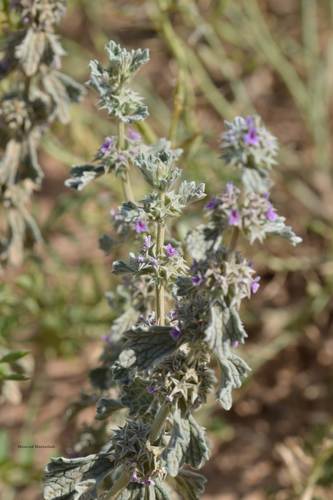 Marrubium alysson (Marrubium alysson)