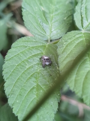 Carrhotus xanthogramma
