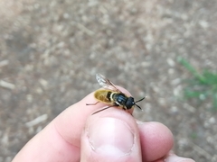 Callicera aenea