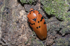 Phymatostetha pudens