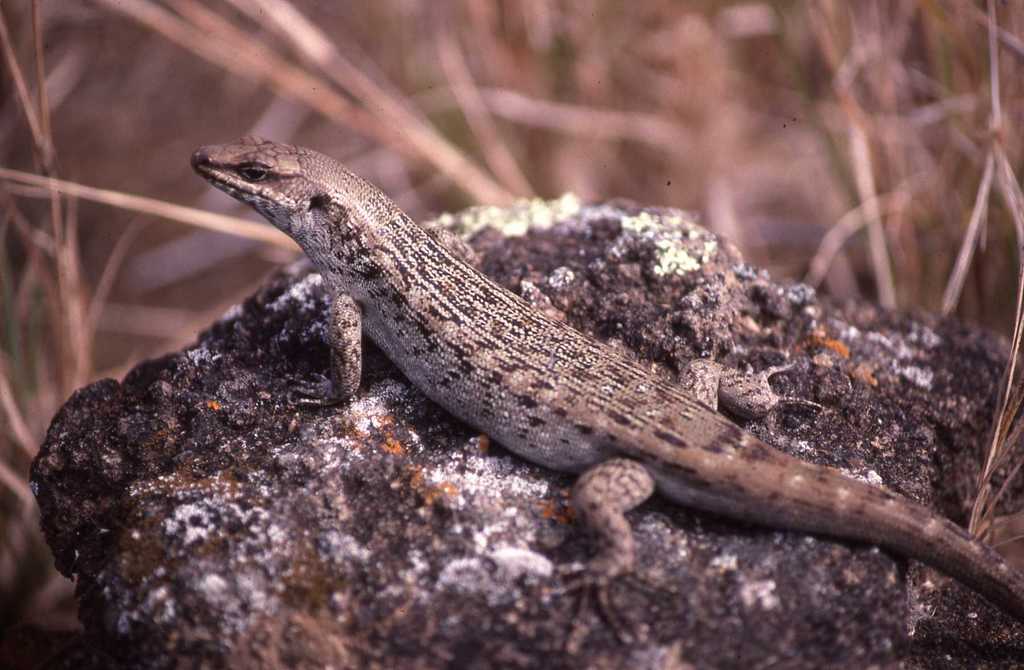Round Island Skink