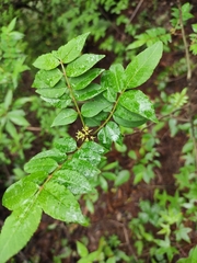 Zanthoxylum bungeanum