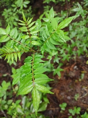 Zanthoxylum bungeanum