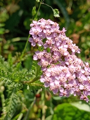 Achillea roseo-alba