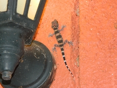 Hemidactylus triedrus