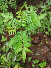 Zanthoxylum bungeanum