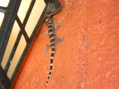 Hemidactylus triedrus