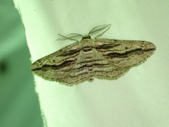 Ecleora solieraria