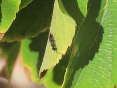 Dolichurus basuto