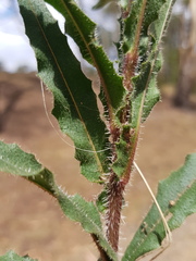 Picris angustifolia