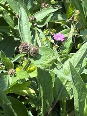 Tettigonia viridissima