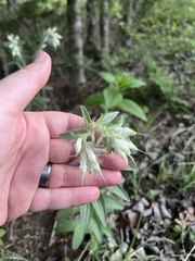 Lithospermum bejariense