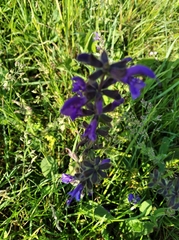 Salvia pratensis