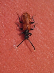 Lemodes atricollis