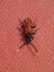 Lemodes atricollis