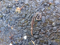 Arthurdendyus triangulatus