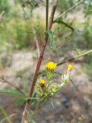 Picris angustifolia