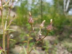 Picris angustifolia