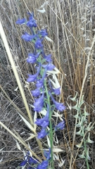 Delphinium peregrinum