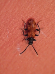 Lemodes atricollis