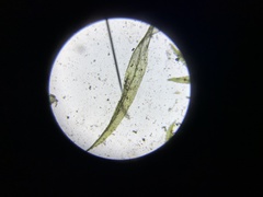 Pohlia longibracteata