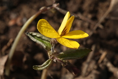 Viola xanthopetala
