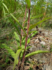Picris angustifolia