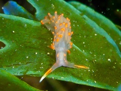 Austraeolis stearnsi