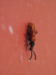 Lemodes atricollis