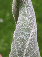 Podosphaera leucotricha