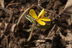 Viola xanthopetala