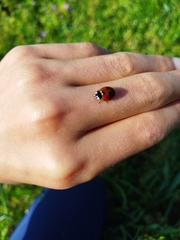 Coccinella septempunctata