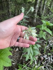 Lithospermum bejariense