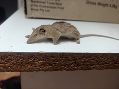 Planigale tenuirostris