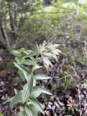Lithospermum bejariense