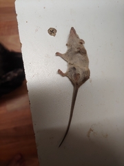 Planigale tenuirostris