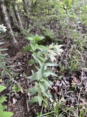 Lithospermum bejariense