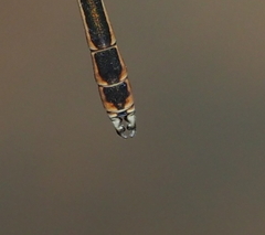 Austrosticta fieldi