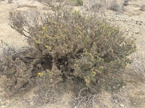 Senna purpusii, photograph 5