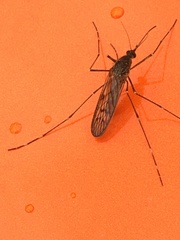 Culiseta alaskaensis